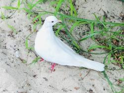 Found/Stray Unknown Bird last seen West 33rd street and Bayview Avenue, Brooklyn, NY 11224