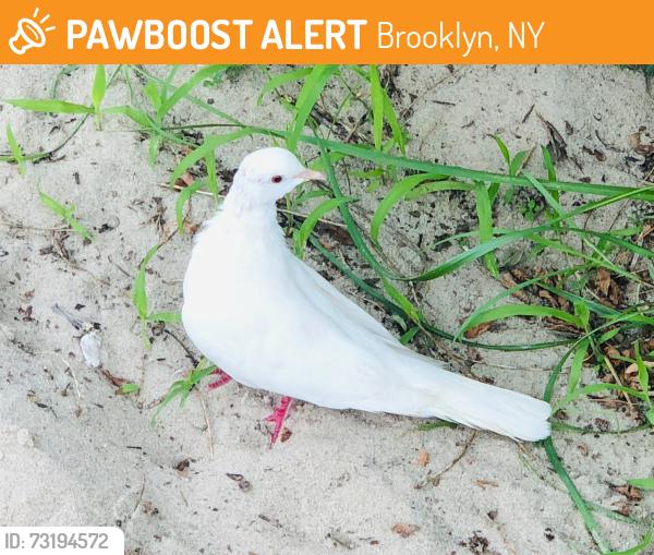 Found/Stray Unknown Bird last seen West 33rd street and Bayview Avenue, Brooklyn, NY 11224