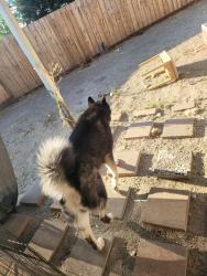 Reunited Male Dog last seen Auburn Blvd & hemlock st, Sacramento, CA 95841