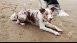 Lost Female Dog last seen orchard, North Salt Lake, UT 84054