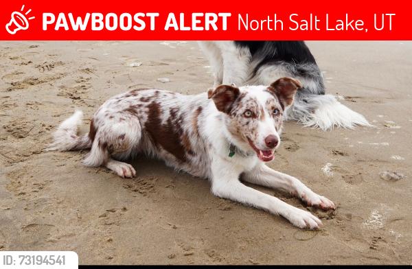 Lost Female Dog last seen orchard, North Salt Lake, UT 84054