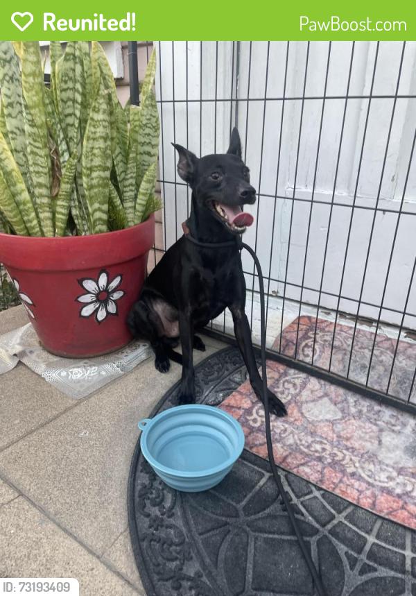Reunited Male Dog last seen Temple and 7th Street, Long Beach, CA 90814
