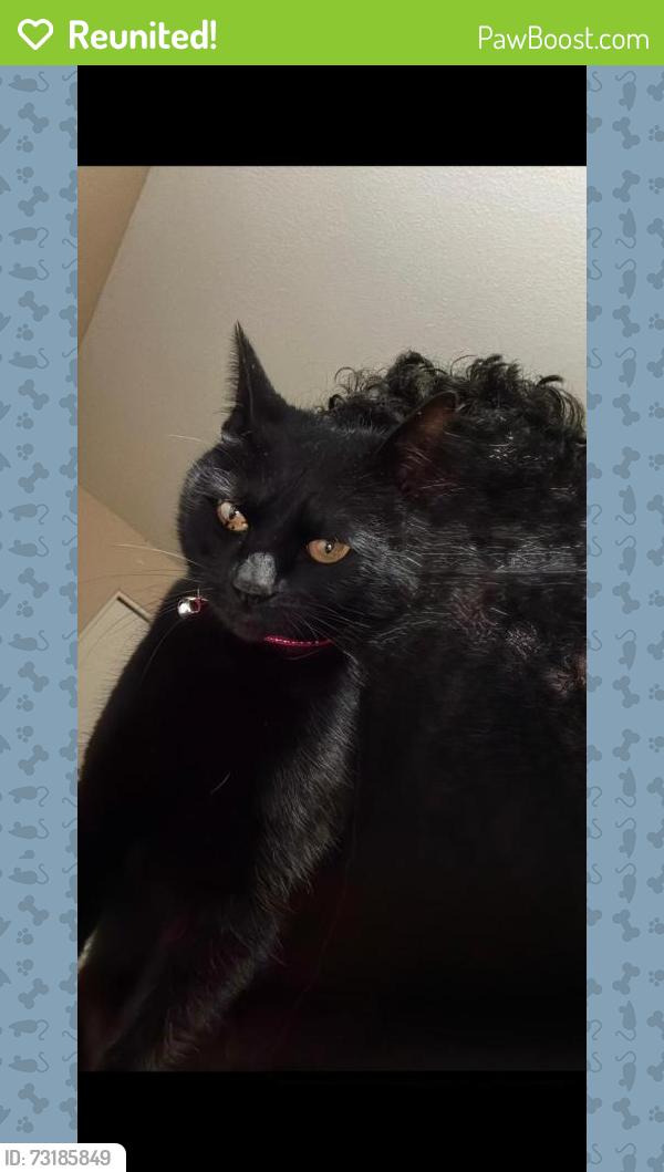 Reunited Female Cat last seen Lars terrace, Beaverton, OR 97007