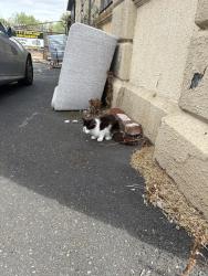 Found/Stray Unknown Cat last seen Building named Amber Studios, Merseyside, England L15 4LD