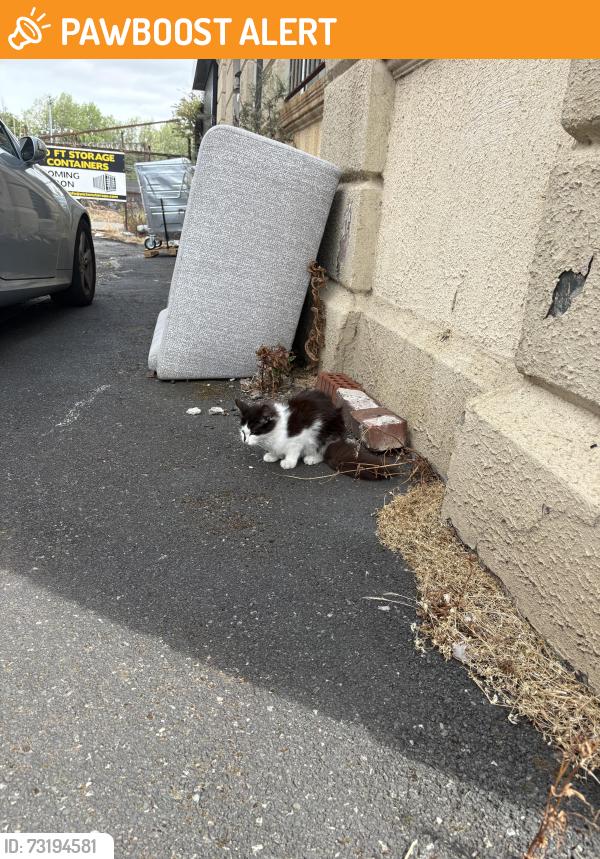 Found/Stray Unknown Cat last seen Building named Amber Studios, Merseyside, England L15 4LD