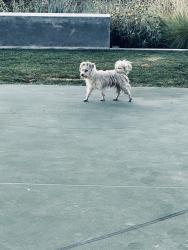 Found/Stray Male Dog last seen Deana Street, El Monte, CA 91732