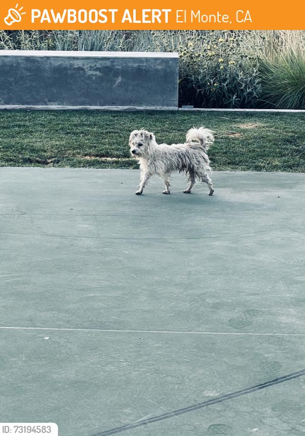 Found/Stray Male Dog last seen Deana Street, El Monte, CA 91732