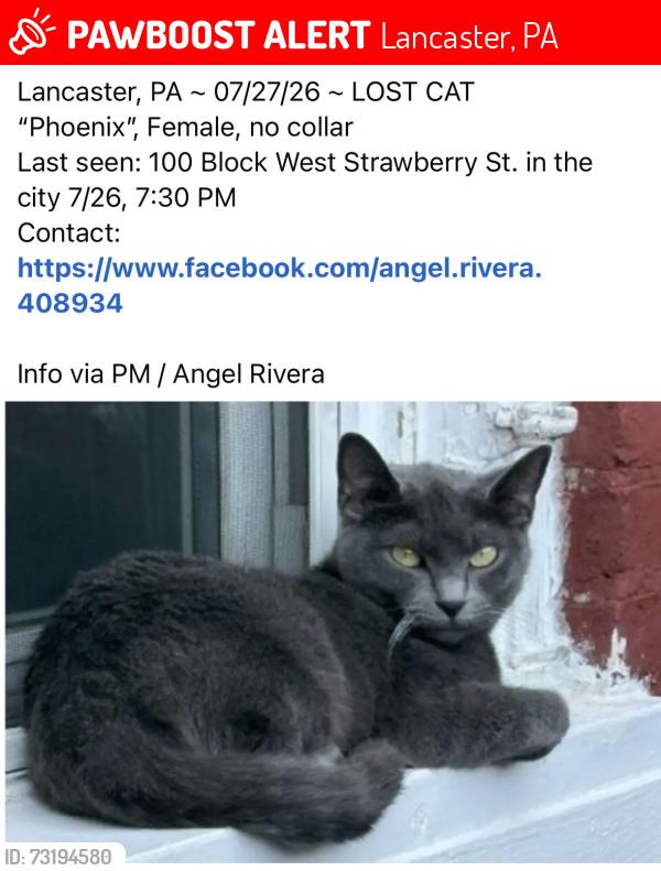 Lost Female Cat last seen Strawberry street, Lancaster, PA 17604