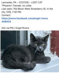 Lost Female Cat last seen Strawberry street, Lancaster, PA 17604