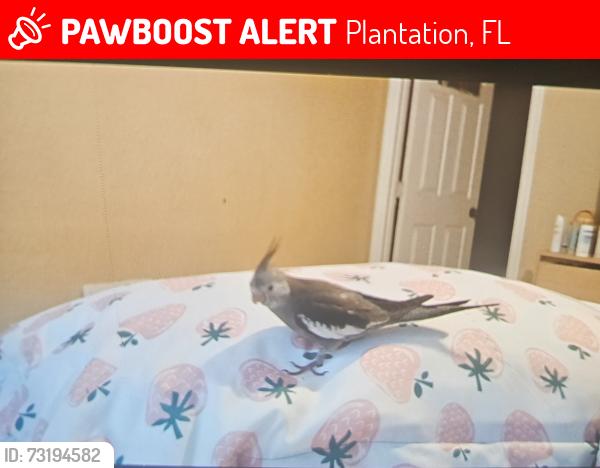 Lost Unknown Bird last seen Sawgrass Mall, Plantation, FL 33323