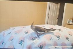 Lost Unknown Bird last seen Sawgrass Mall, Plantation, FL 33323