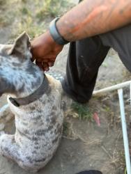Reunited Male Dog last seen Long Beach. Rosecrans, Santa Fe, Compton, CA 90221
