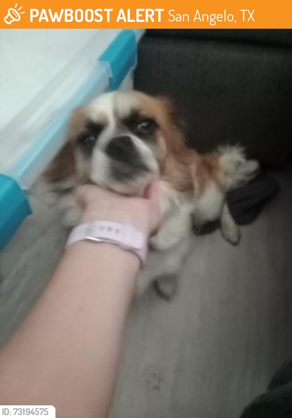 Found/Stray Unknown Dog last seen 18th St and Main, San Angelo, TX 76903