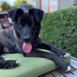Shelter Stray Female Dog last seen , 361 S Raymond Ave, Pasadena, CA 91105, USA