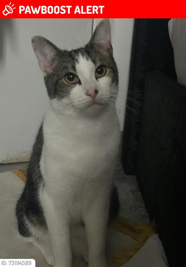 Lost Male Cat last seen Hermit park, Greater London, England E13 0HF