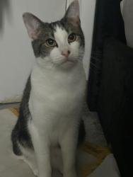 Lost Male Cat last seen Hermit park, Greater London, England E13 0HF