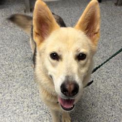 Shelter Stray Female Dog last seen , 328 Furman Hall Rd, Greenville, SC 29609, USA