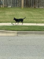 Found/Stray Male Dog last seen Crossing at Battle Creek, E 38th St S, Tulsa, OK 74134