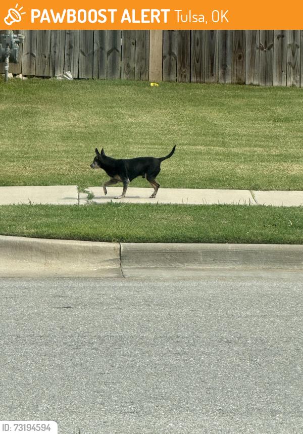 Found/Stray Male Dog last seen Crossing at Battle Creek, E 38th St S, Tulsa, OK 74134