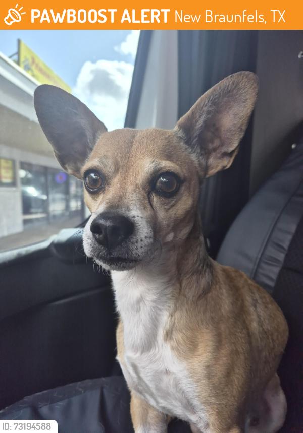 Found/Stray Male Dog last seen Opie Lane, New Braunfels, TX 78132