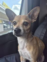 Found/Stray Male Dog last seen Opie Lane, New Braunfels, TX 78132