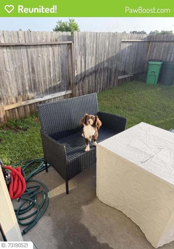 Reunited Female Dog last seen Goodfellow dr., Spring, TX 77373