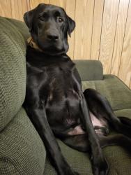 Lost Male Dog last seen Church Street ,railroad Street Bath post office, Burnettown, SC 29822