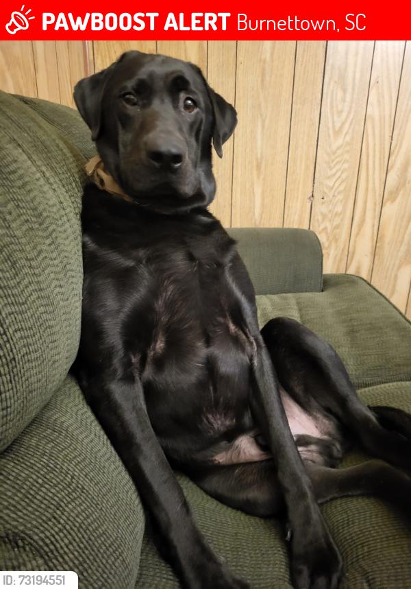 Lost Male Dog last seen Church Street ,railroad Street Bath post office, Burnettown, SC 29822