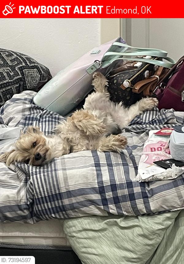 Lost Male Dog last seen 150th & Santa Fe, Edmond, OK 73013