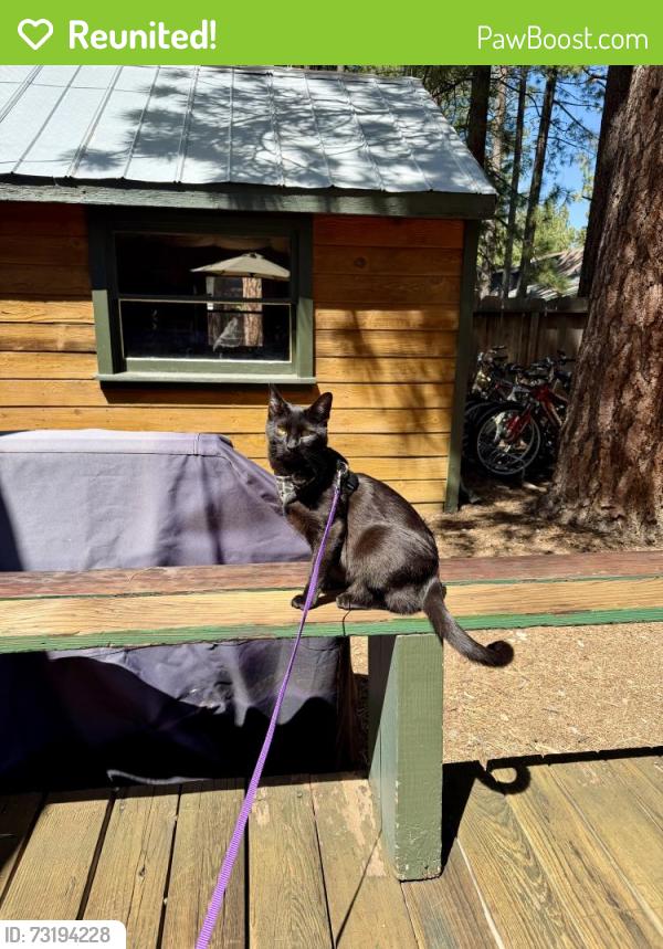 Reunited Male Cat last seen Getchell and Delaware, Santa Cruz, CA 95060