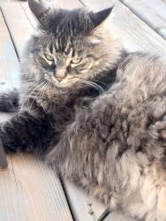 Lost Female Cat last seen Tamarack 35 ave and 11 st nw, Edmonton, AB 