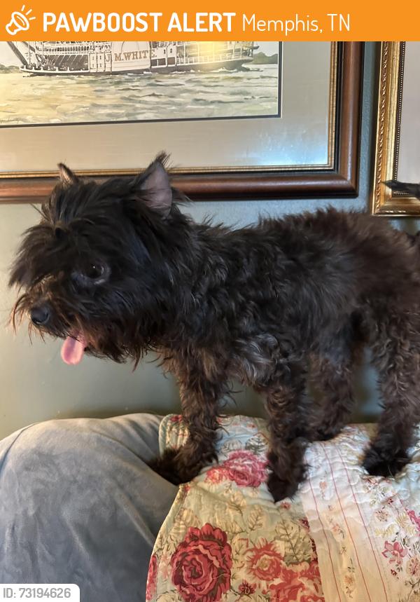 Found/Stray Female Dog last seen Phillip & Oramae, Memphis, TN 38134
