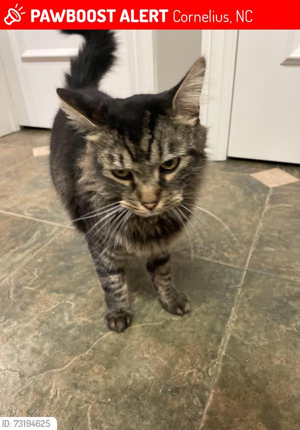 Lost Male Cat last seen Bethel church road, Cornelius, NC 28031