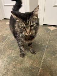 Lost Male Cat last seen Bethel church road, Cornelius, NC 28031