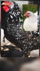 Lost Female Bird last seen 51st & Locust ave, Kansas City, KS 66106