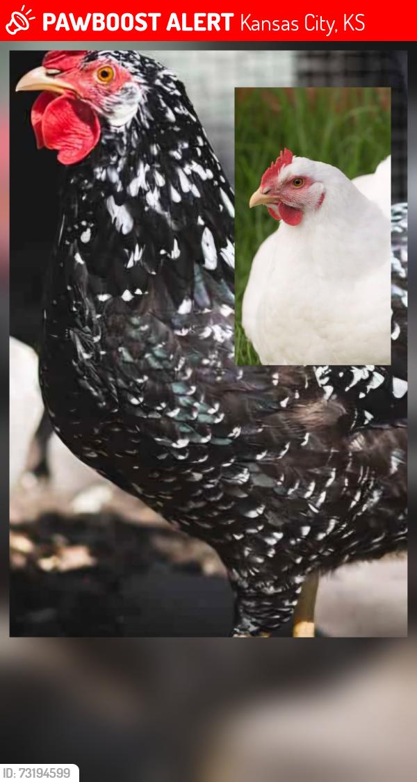 Lost Female Bird last seen 51st & Locust ave, Kansas City, KS 66106