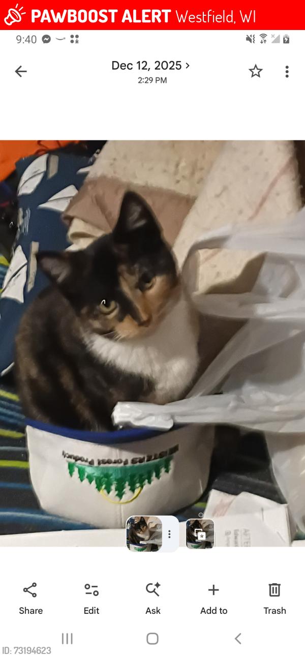 Lost Female Cat last seen Ems station, Westfield, WI 53964