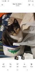 Lost Female Cat last seen Ems station, Westfield, WI 53964