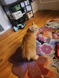 Reunited Male Cat last seen 52nd and Federal, Denver, CO 80221