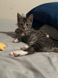 Lost Male Cat last seen Brewster road, Birmingham, AL 35235