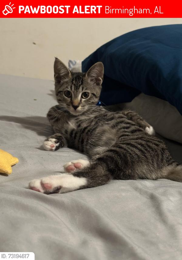 Lost Male Cat last seen Brewster road, Birmingham, AL 35235
