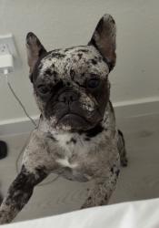 Lost Female Dog last seen Near San Fernando rd San valley, Los Angeles, CA 91352