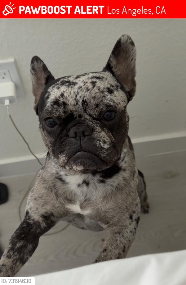 Lost Female Dog last seen Near San Fernando rd San valley, Los Angeles, CA 91352
