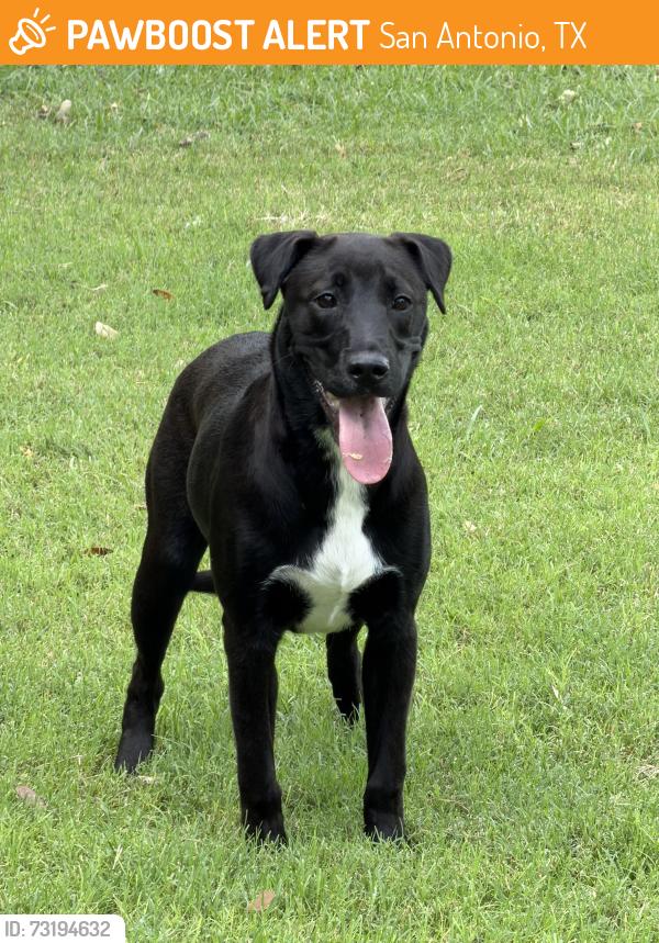 Found/Stray Unknown Dog last seen Braun/Angel Point, San Antonio, TX 78254
