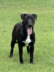 Found/Stray Unknown Dog last seen Braun/Angel Point, San Antonio, TX 78254