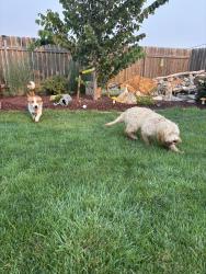 Reunited Female Dog last seen Fieldcrest neighborhood-Caldwell, Caldwell, ID 83607