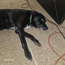 Reunited Male Dog last seen Locust Hill & Rutherford rd, Greenville, SC 29609