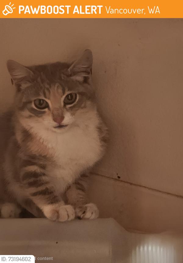 Found/Stray Unknown Cat last seen Vancouver Clinic on 172nd, Vancouver, WA 98683
