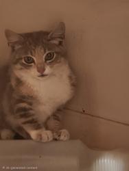 Found/Stray Unknown Cat last seen Vancouver Clinic on 172nd, Vancouver, WA 98683