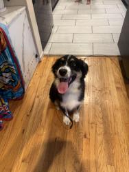 Found/Stray Female Dog last seen Calavo Dr, La Mesa, CA 91941
